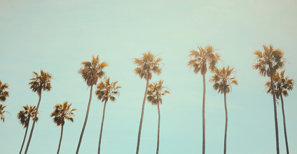 California palm trees against a blue sky
